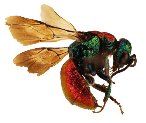 Réf. 334 036 : Hedychrum nobile